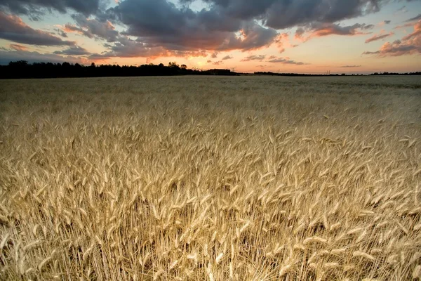 Sunset on wheat field — Stock Photo, Image