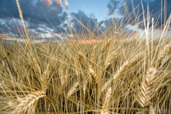 Wheat at sunset — Stock Photo, Image