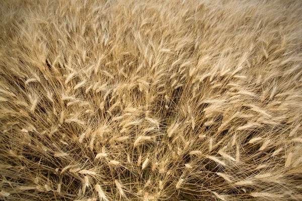 Detalles del campo de trigo —  Fotos de Stock