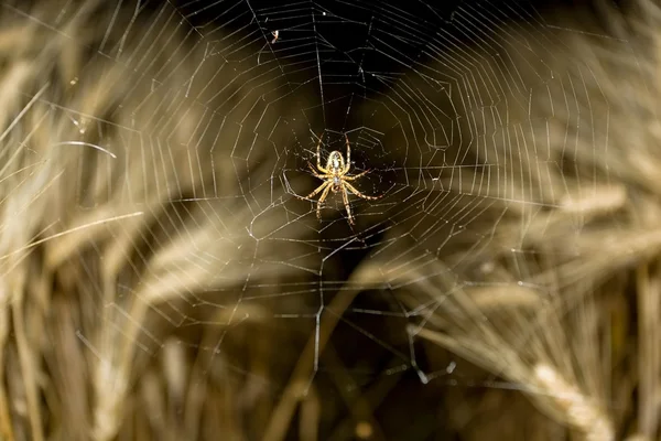 Garden spider at night — Stock Photo, Image