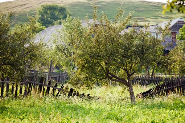 Dzika zagroda — Zdjęcie stockowe