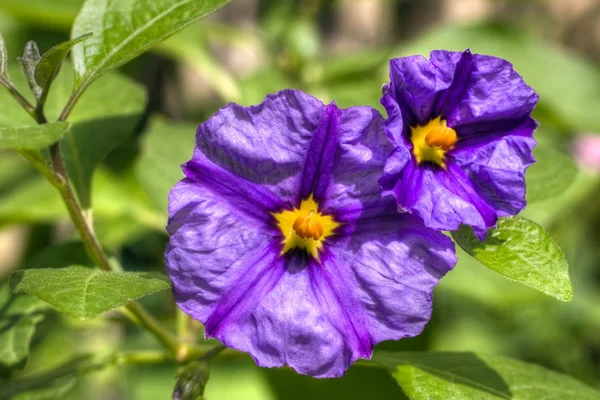 Solanum flores hdr — Fotografia de Stock