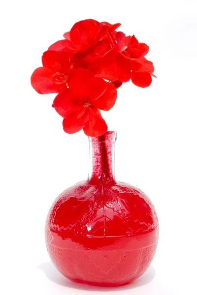 Krwi geranium — Zdjęcie stockowe