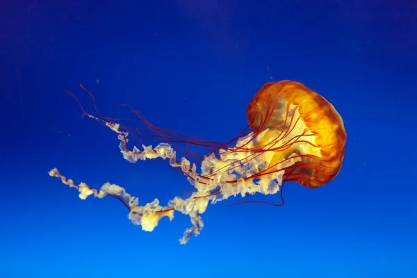 Orange bell denizanası — Stok fotoğraf