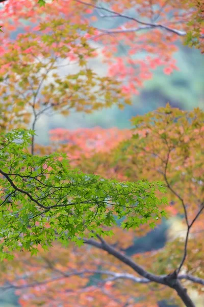 Japanska falla bakgrund — Stockfoto