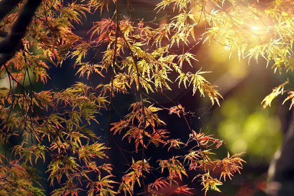 Lönn träd faller — Stockfoto