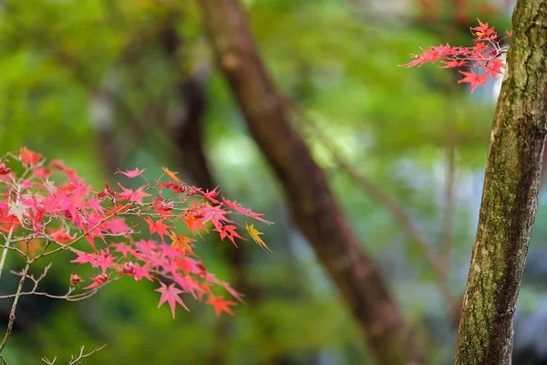 Red maple tree leaves — Stock Photo, Image