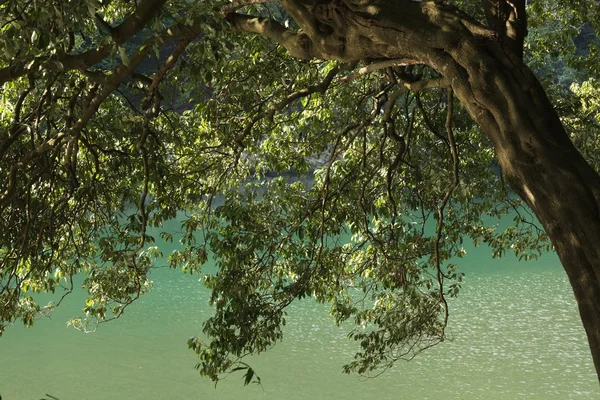 Árbol de flexión sobre el río —  Fotos de Stock