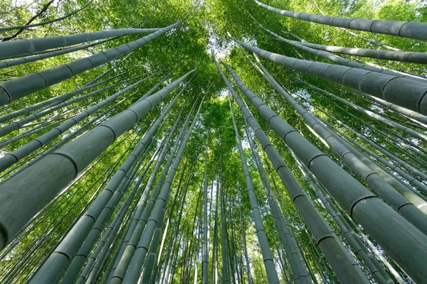 Bambumetsä — kuvapankkivalokuva