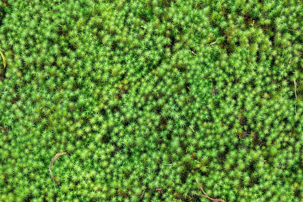 禅宗花园 moss 背景 — 图库照片