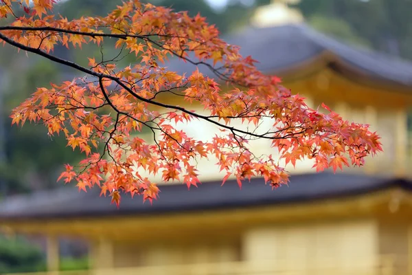 Japanska hösten — Stockfoto
