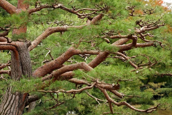 Zen pijnboom — Stockfoto