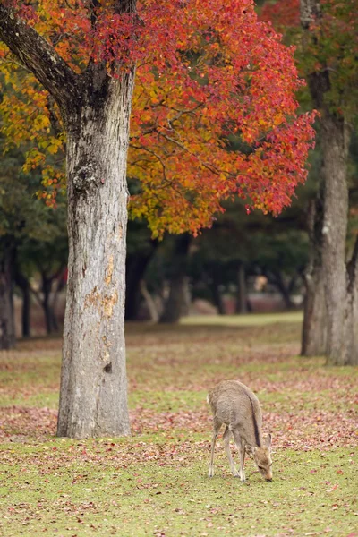 Rådjur betar i nara park — Stockfoto