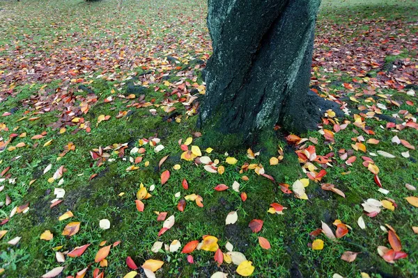 Herbstliche Grundfarben — Stockfoto