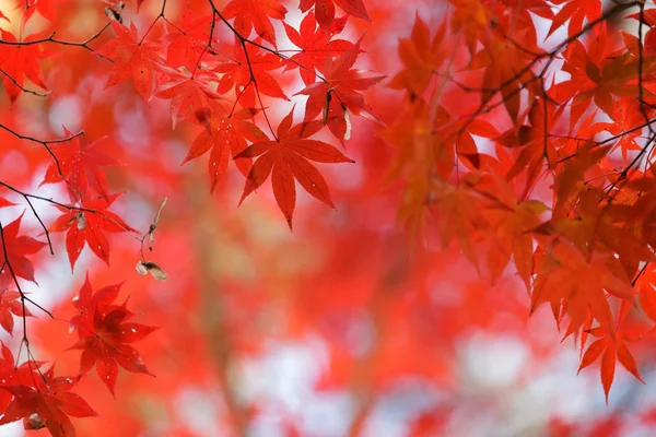 Röd lönn träd bakgrund — Stockfoto