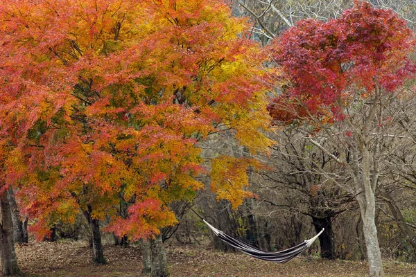 Automne au Japon — Photo