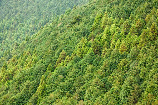 conifer forest background