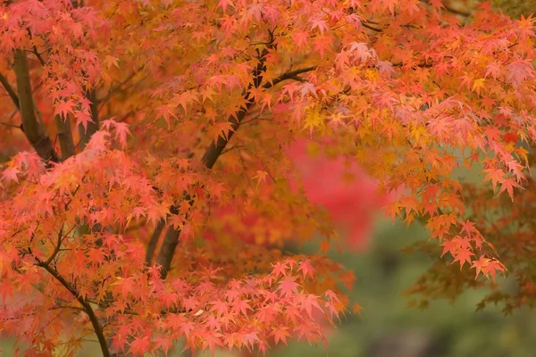 Árbol de arce naranja — Foto de Stock