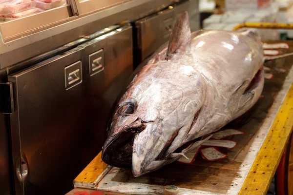 Färsk tonfisk — Stockfoto