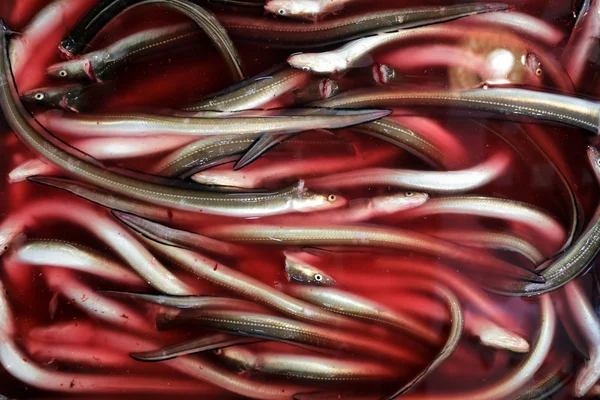 Anguilles fraîches — Photo