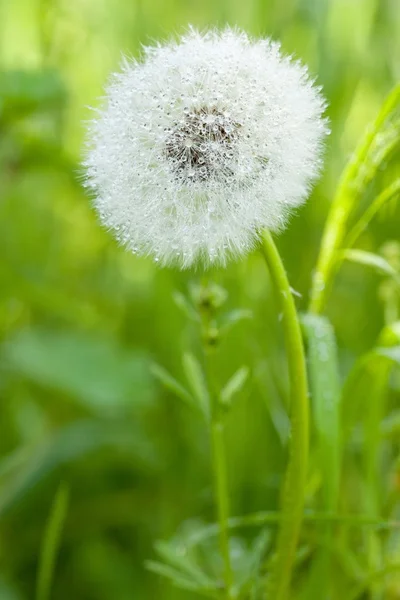 Löwenzahn mit Tau — Stockfoto