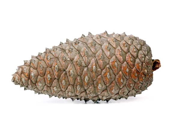 Closed pine cone — Stock Photo, Image