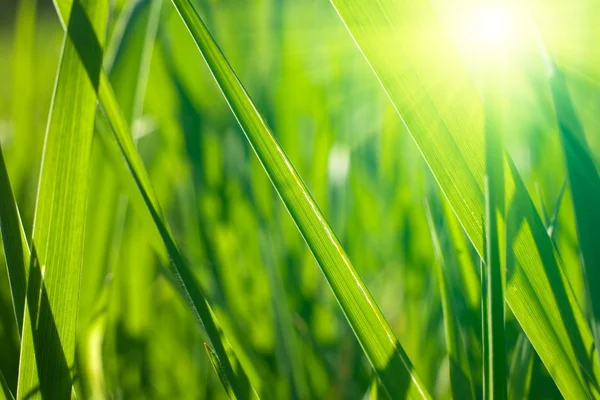 Fresh spring grass — Stock Photo, Image