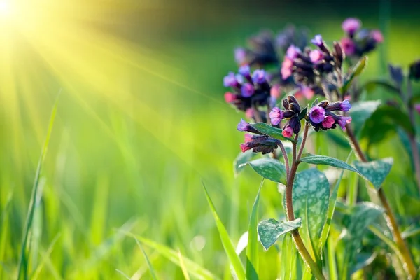 Spring background — Stock Photo, Image