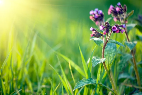 Fresh spring background — Stock Photo, Image