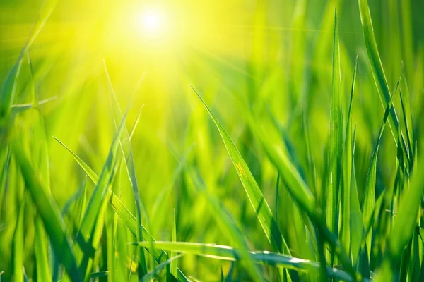 Grass background — Stock Photo, Image