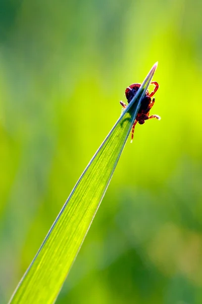 Tick sull'erba — Foto Stock