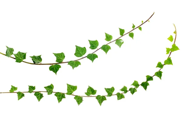 Two ivy branches — Stock Photo, Image