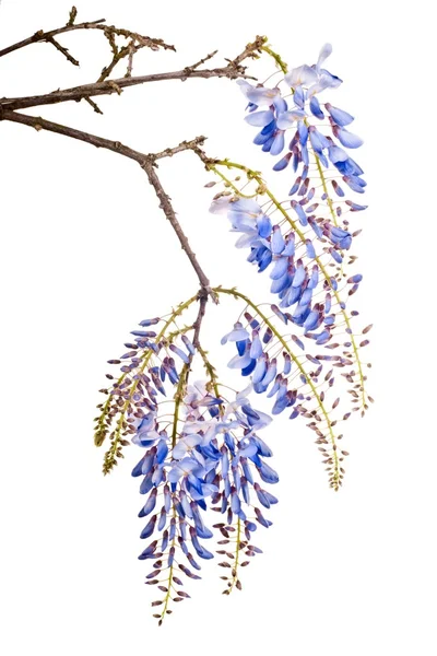 Flores de wisteria azul — Fotografia de Stock