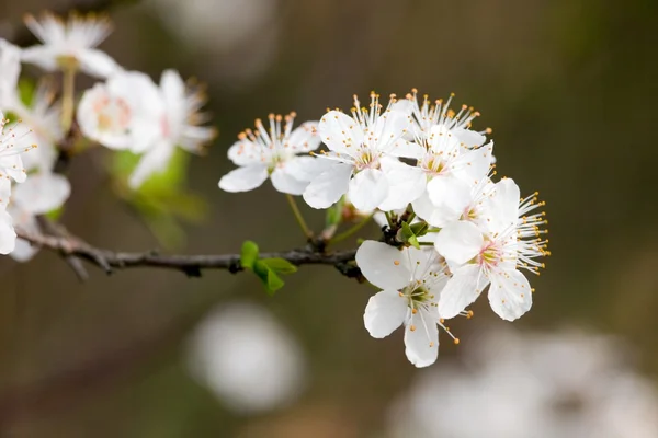 Obstbaum weiße Blüten — Stockfoto