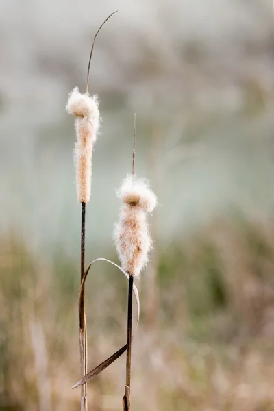 Reed seeds — Stock Photo, Image