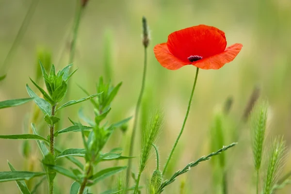 Single poppy — Stock Photo, Image