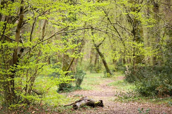 Wild path entrance in forest — Stock Photo, Image