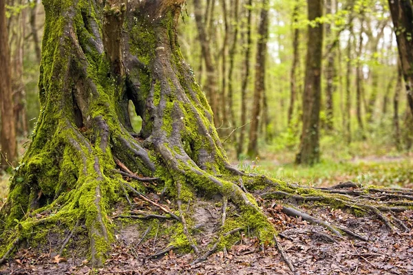 美しいオークの木の幹 — ストック写真