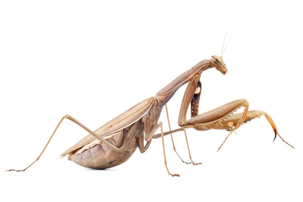 Female praying mantis — Stock Photo, Image