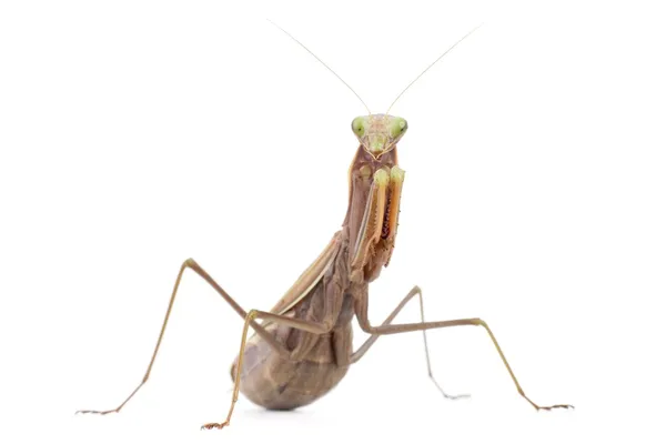 Brown praying mantis — Stock Photo, Image