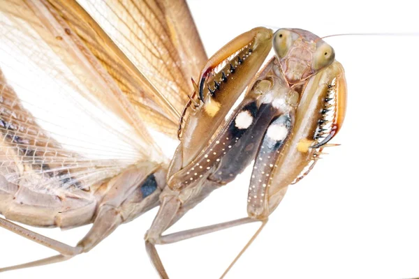 Praying mantis portrait — Stock Photo, Image