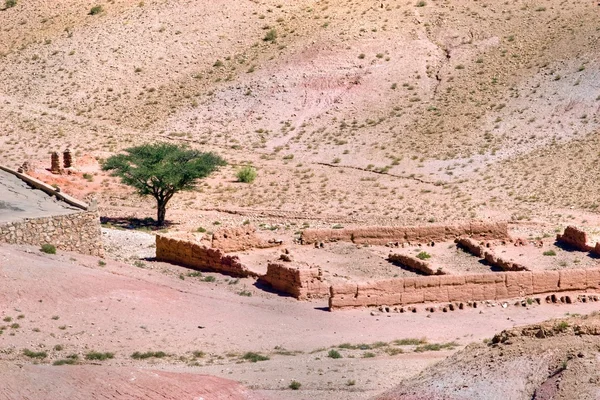 Albero nel deserto di roccia — Foto Stock