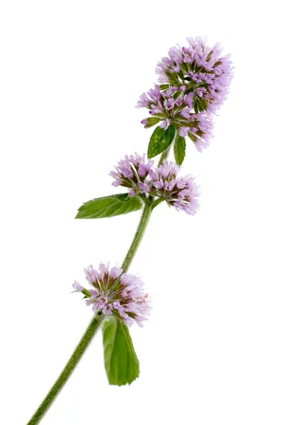 Menta acquatica isolata su bianco — Foto Stock