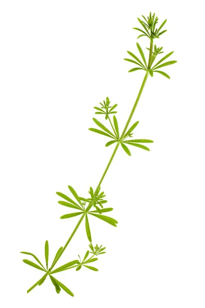 Madder plant stem — Stock Photo, Image