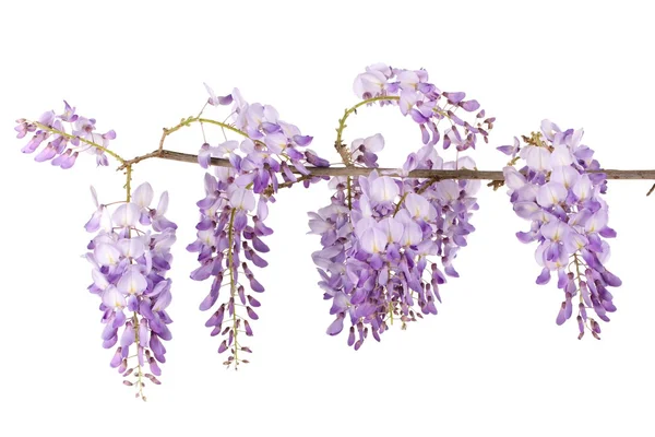 Wisteria Şubesi