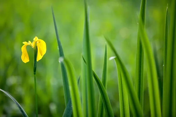 Vilda gul iris — Stockfoto