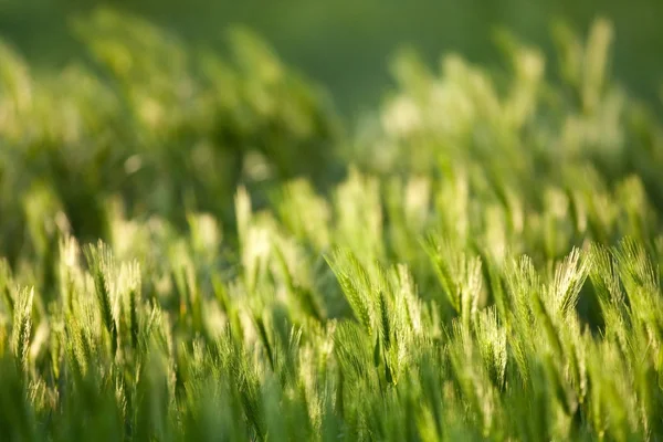 Solljus på korn fältet — Stockfoto