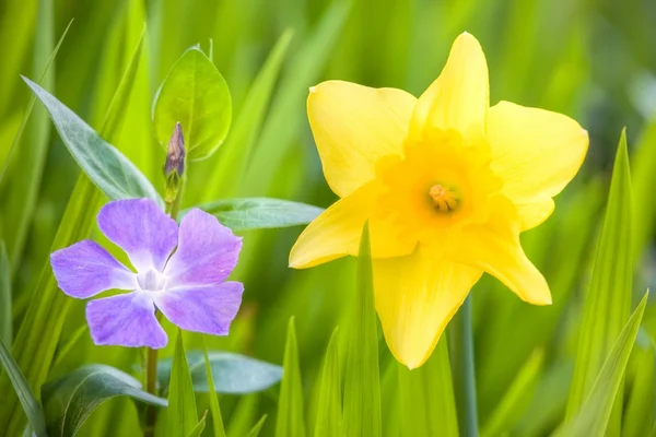 Narcissus och snäcka på språng grön — Stockfoto