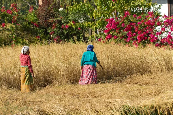 Nepalese peasant — Stock Photo, Image