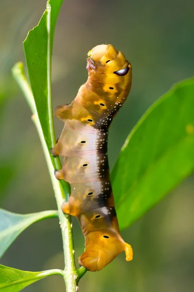 Daphni Oleanderpijlstaart caterpillar — Stockfoto